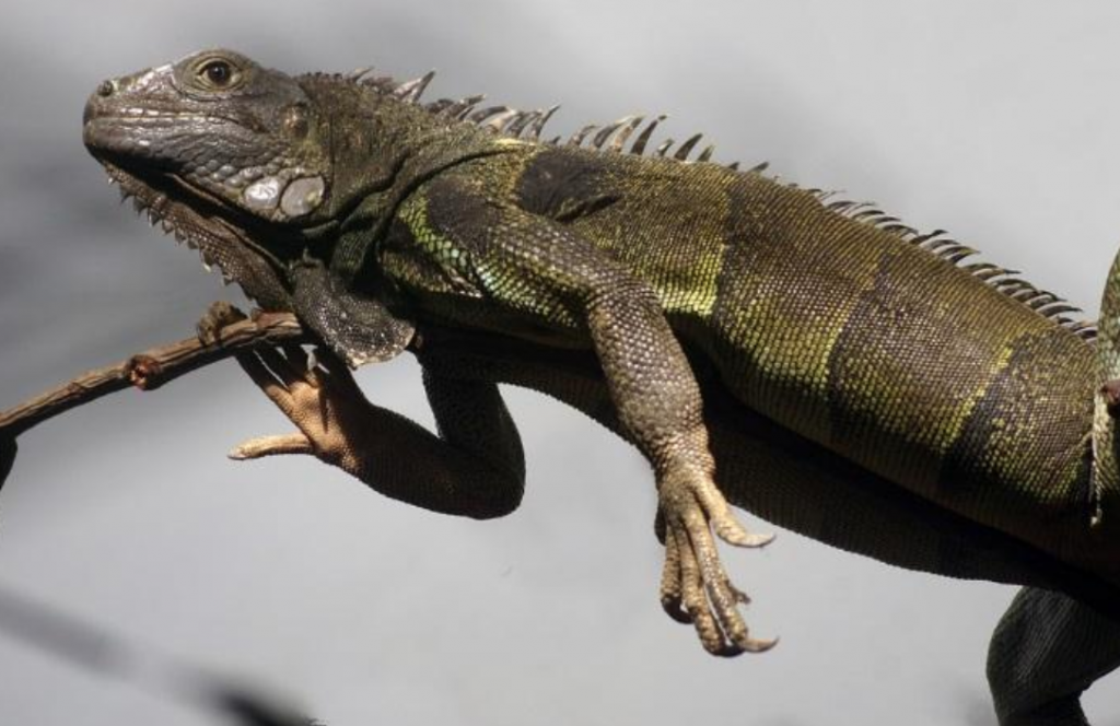 Características de la iguana Plumas y PatitasPlumas y Patitas Características de la iguana Plumas y PatitasPlumas y Patitas