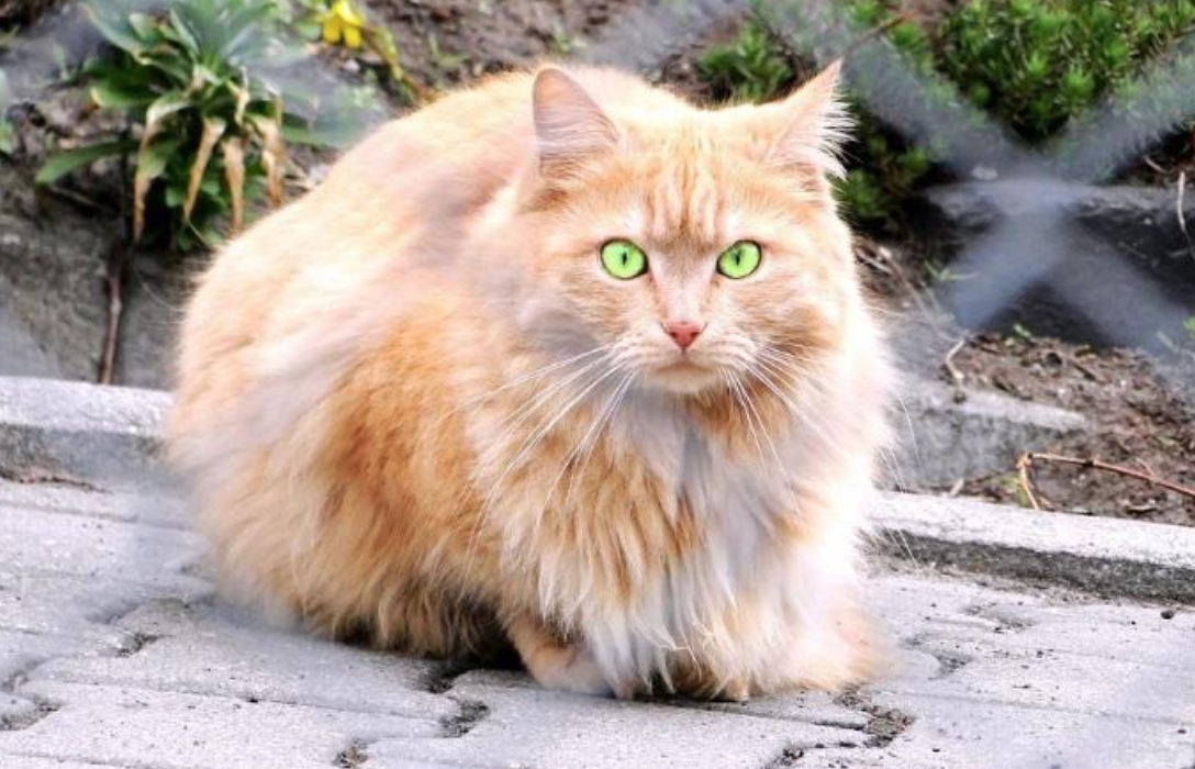 Gato Himalaya O Persa Plumas Y PatitasPlumas Y Patitas gato-himalaya-o-persa-plumas-y-patitasplumas-y-patitas